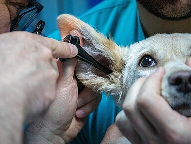 Dag erläutert beim VersicherungsForum die Tierkrankenversicherung